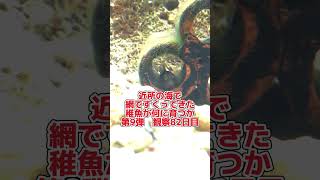 稚魚何に育つか成長記録 第9弾　82日目