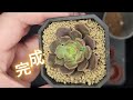 ep.01一寸盆多肉換新家 how to repot succulent seedings succlents plants 多肉植物