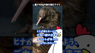 【1分解説】キーウィの卵と進化の罠 Kiwi eggs and evolutionary  traps #shorts