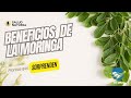 SALUD NATURAL | LA MORINGA: PLANTA MILAGROSA