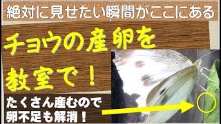 小学３年　チョウの産卵を教室で見せる方法！