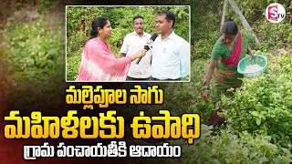 మల్లెపూల సాగు ..మహిళలకు ఉపాధి |  Jasmin Cultivation | Latest Updates | @SumanTVjagtial