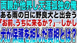 【感動する話】両親が他界し天涯孤独の俺。ある雨の日に野良犬と出会う「お前、うちに来るか？」しかし犬は悲しい目で何かを懇願しているようだった。→犬が保護を拒んだ真相とは？