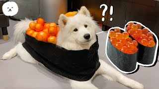 SUSHI DOG!! My Samoyed Becomes Big Salmon Roe Sushi??【SamoyedPUMPKIN】