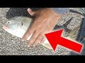 Jack Crevalle Catch Clean Cook - Slay and Filet