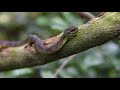 the venomous snakes of uganda