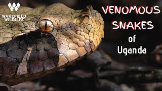 The Venomous Snakes of Uganda