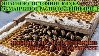 Вторичное ОПАСНОЕ СОСТОЯНИЕ КЛУБА пчела которая ЗОВЁТ О ПОМОЩИ ОБМАНЧИВОЕ РАСПОЛОЖЕНИЕ ПЧЁЛ☝️❄️🐝