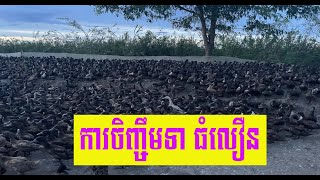 របៀបចិញ្ចឹមទាឆាប់ធំលឿន និង មានសុខភាពល្អ