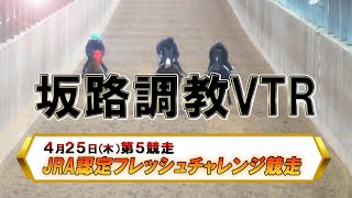 【2024坂路調教映像】4/25（木）　第5競走　JRA認定フレッシュチャレンジ競走