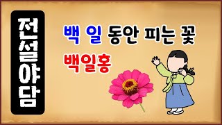 [전설야담 237] 백 일 동안 피는 꽃 백일홍 [옛날이야기] 7월 9일 0709 [만물유래]