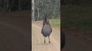 EMU tries to attack!!!! Would you stand in front of this Australian bird?