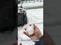 snowballs in batumi republic of georgia february 2025 snowstorm snow ❄️🌨️ ☃️