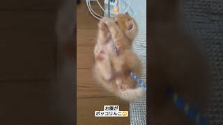 子猫マイケル#お腹ポッコリ期#子猫#子猫の成長日記