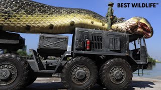 #shorts trending (the biggest snake in the world) biggest anaconda found river amazon 2022