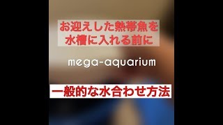 アクアリウムの一般的な水合わせ方法を紹介！購入した熱帯魚を袋ごと水槽に浮かべて温度合わせ。そのあとコップやボウルなど使って水合わせ。