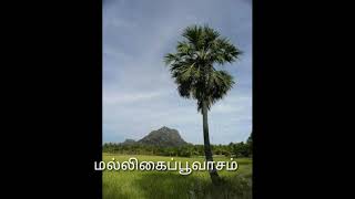 பனைமரம் பற்றிய சிறு தகவல்/ Panai Maram / Palm Trees Details  / மல்லிகைப்பூவாசம்