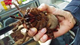 60만원에 분양갔다...초대형 타란튤라 포장방법! feat.골리앗버드이터 (Goliath birdeater big tarantula handling)