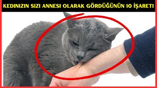 10 Şaşırtıcı İşaret Kedinizin Sizi Annesi Olarak Gördüğünü Gösteriyor