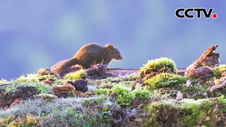 【4K】老君山九十九龙潭的这块苔藓宝地，吸引了哪些神秘的山间珍禽？| CCTV