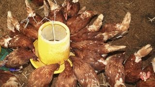 Poules Distributeur De Grain économique Et Anti Nuisibles Merci De