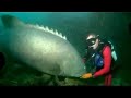 massive fish bites scuba diver danger