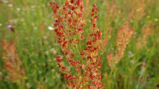 Rumex acetosella, commonly known as sheep's sorrel, red sorrel, sour weed and field sorre