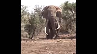 Big Elephant | Biggar Elephant | Biggest Tusker | Big Wild Elephant / Biggest Elephant in the world