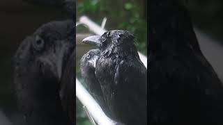 【沖縄】木の下で雨宿り　カラス　Crow＃ショート