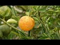 UF/IFAS Research Citrus Genome Sequenced