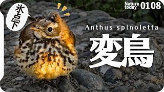 0108【謎の鳥。異常な頭のタヒバリ】スズメ似セキレイ似ヒバリ似カシラダカ似。小さな猛禽モズ。ヒヨドリがセンダンの実食べる。アオサギ滑空ダイサギを襲う。 #タヒバリ #身近な生き物語　#野鳥観察