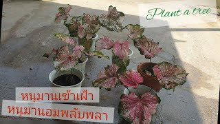 บอนสี หนุมานอมพลับพลา หนุมานเข้าเฝ้า lบอนสี ตับรามเกียรติ์ | caladium #บอนสี