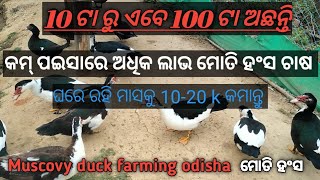 ମୋତି ହଂସ ଚାଷ କେମିତି କରିବା କମ୍ ପଇସାରେ !Muscovy duck farming odisha,Kam pese me duck farming kese kare