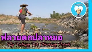 Ep.4 ฟลายตกปลาหมอ Fly Fishing For Climbing Perch.