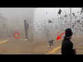 Aaj Road se Aseel pigeon paker liya 😳😳 || how to catch pigeons ||