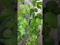 フィカスアルテシマ ficusaltissima アガベ アガベアテナータ agave agaveattenuata ヒメモンステラ rhaphidophoratetrasperma 水やり動画