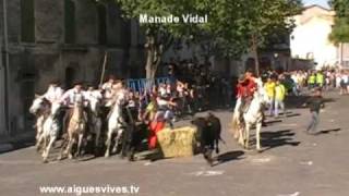 Aigues-Vives, 1er concours d'Abrivados