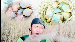 ternyata seperti ini sarang burung cendet liar