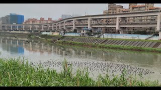 2022/12/03 鸕鶿大軍蒞臨成功橋基隆河段_4K