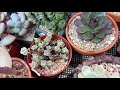 매일 살얼음판 같은 나날 아픈 다육이 없기를 바라는 조마조마한 마음 多肉植物 korean succulents