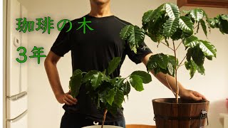 コーヒーの木を育てて3年。植え替えて大きくなりました。コーヒーYouTuber