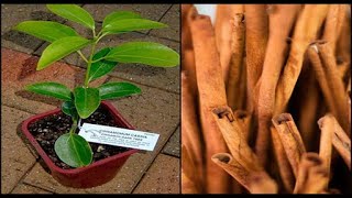 Plantando pé de canela.