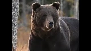 Terrifying Bear Attacks For 28 Minutes