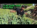 Is my garlic ready to harvest #gardening #garden