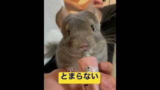 やめられないチンチラ #shorts #chinchilla