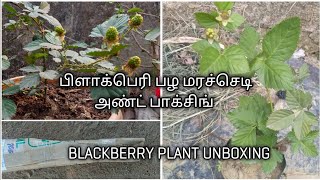 #Blackberryintamilnadu BLACKBERRY PLANT UNBOXING IN TAMIL |