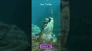 Sleeping Sea Turtle. Discover the underwater life Maldives 4k #shorts