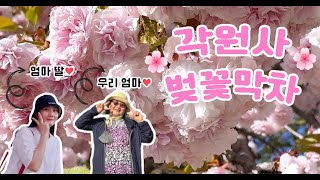 올해 마지막 꽃놀이🌸｜모녀 데이트❤｜천안 각원사 ｜랜선 꽃구경해요🌸 (2023.04.19) [VLOG]