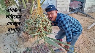 ফ্রিতে খেজুর খাওয়ার বাগান এটা।খেজুর বাগানের খেজুর চাষী রবিউল হোসেন।