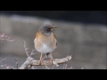 pale thrush in the air シロハラ止まり木